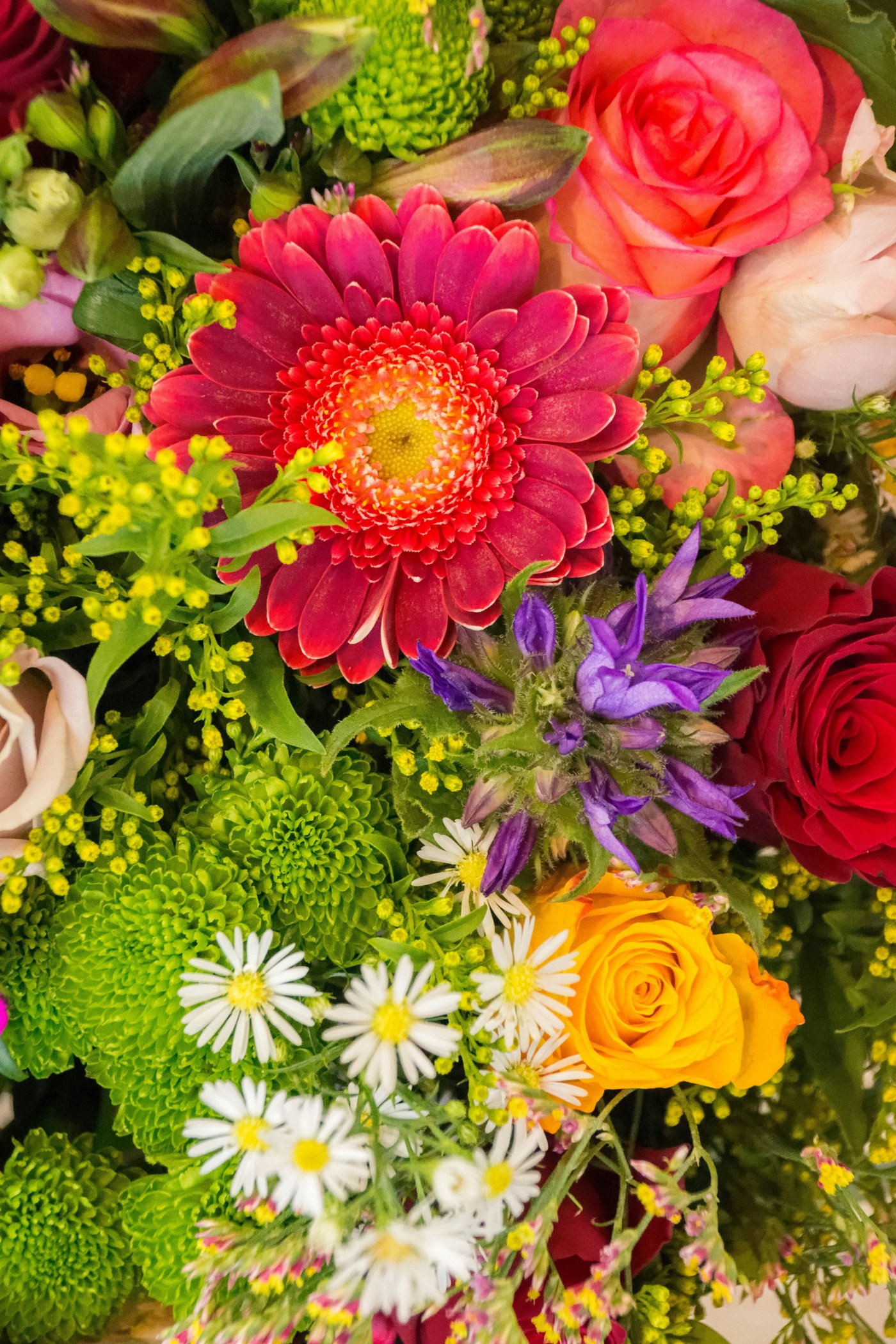 Lush bouquet of a raspberry gerbera, coral, red and yellow roses, purple bellflowers and white daisies