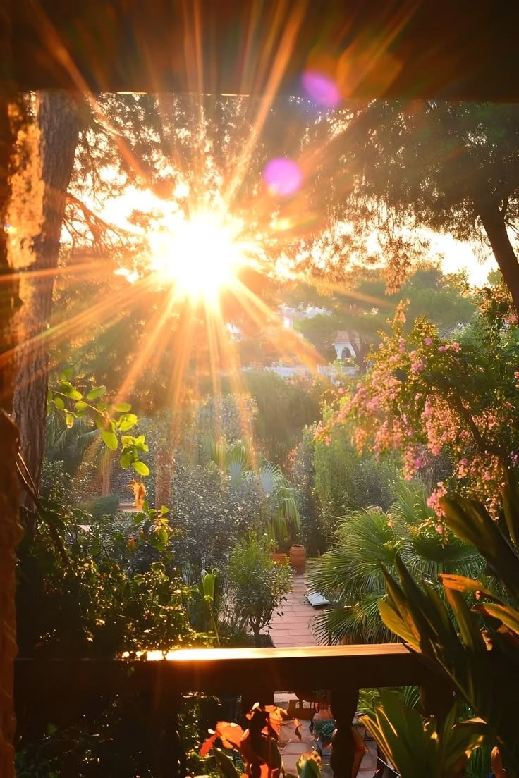 Golden sun bursting through trees over a garden of palms and pink bougainvillea